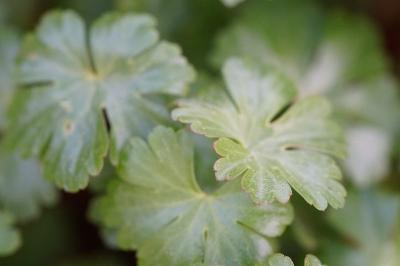 <i>Geranium lucidum</i>