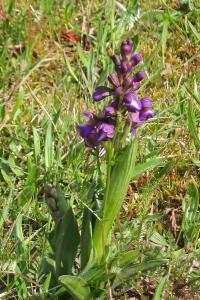 <i>Anacamptis morio subsp. morio</i>