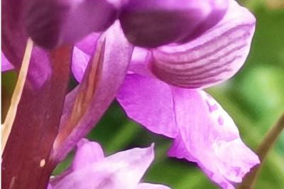 <i>Anacamptis morio</i>
