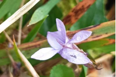 <i>Viola canina</i>