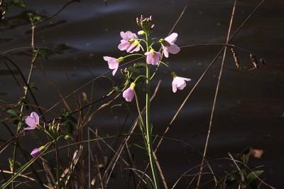 <i>Cardamine pratensis</i>
