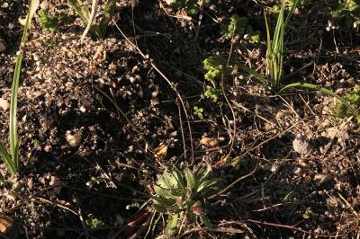 <i>Draba verna</i>