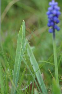 <i>Muscari botryoides</i>