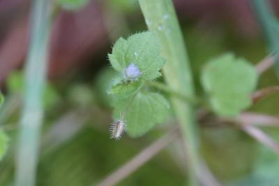 <i>Veronica hederifolia</i>