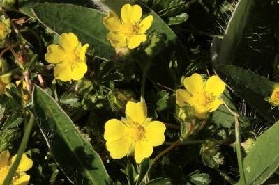 <i>Potentilla reptans</i>