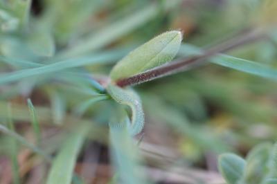 <i>Cerastium arvense</i>