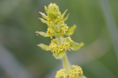 <i>Cruciata laevipes</i>