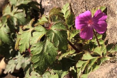 <i>Geranium robertianum</i>