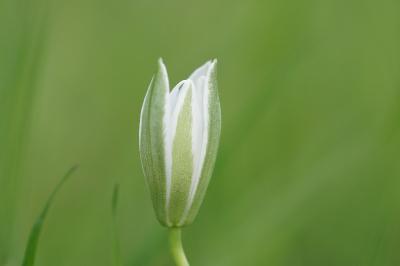 <i>Ornithogalum divergens</i>