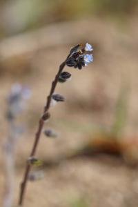 <i>Myosotis ramosissima</i>