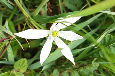 <i>Ornithogalum divergens</i>