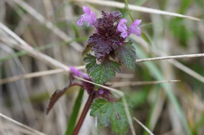 <i>Lamium hybridum</i>