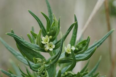 <i>Lithospermum officinale</i>