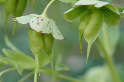 <i>Helleborus foetidus</i>