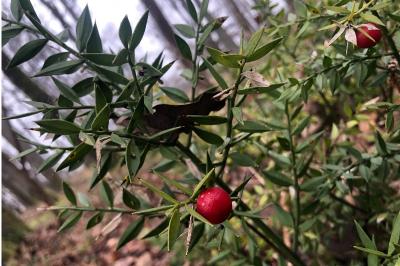 <i>Ruscus aculeatus</i>