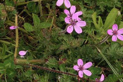 <i>Erodium cicutarium</i>