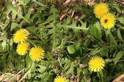 <i>Taraxacum officinale</i>