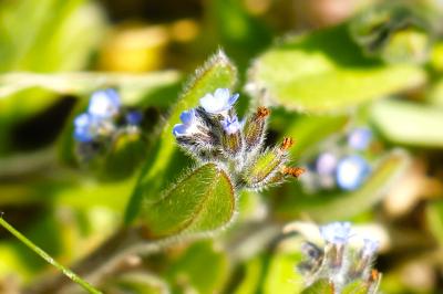 <i>Myosotis ramosissima</i>