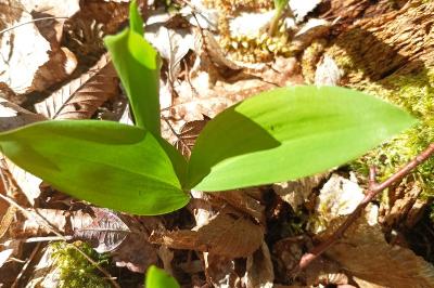 <i>Convallaria majalis</i>