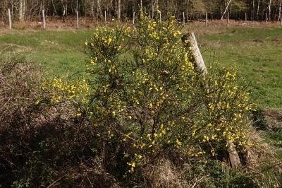 <i>Cytisus scoparius</i>