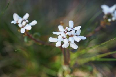 <i>Iberis amara</i>