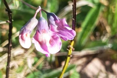 <i>Lathyrus linifolius</i>