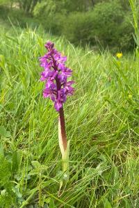 <i>Dactylorhiza maculata</i>