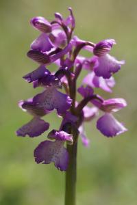 <i>Anacamptis morio</i>