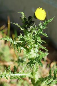 <i>Sonchus asper</i>