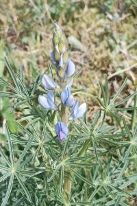 <i>Lupinus angustifolius</i>