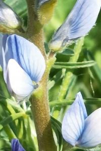 <i>Lupinus angustifolius</i>
