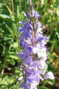 <i>Veronica bastardii</i>