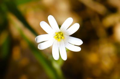 <i>Rabelera holostea</i>