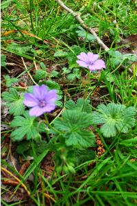 <i>Geranium pyrenaicum</i>