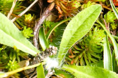 <i>Pilosella officinarum</i>