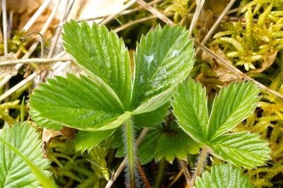 <i>Fragaria vesca</i>