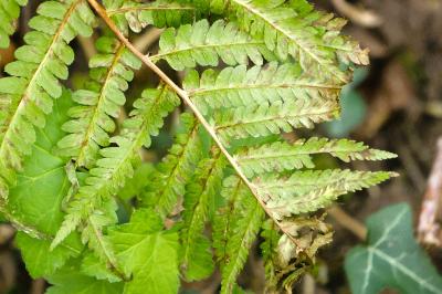 Dryopteridaceae