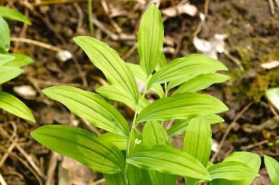 <i>Polygonatum multiflorum</i>