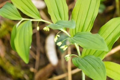 <i>Polygonatum multiflorum</i>