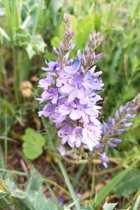 <i>Veronica bastardii</i>