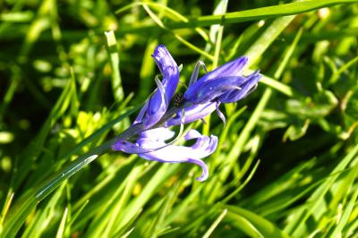 <i>Hyacinthoides non-scripta</i>