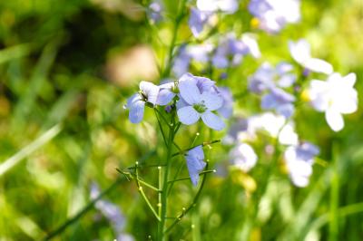<i>Cardamine pratensis</i>