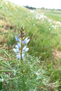 <i>Lupinus angustifolius</i>