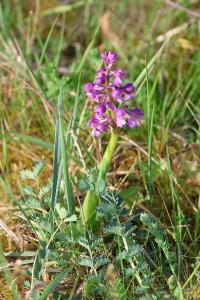 <i>Anacamptis morio</i>
