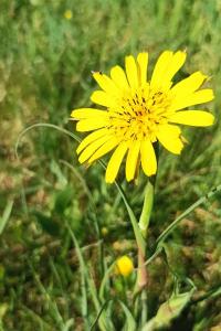 <i>Tragopogon pratensis</i>