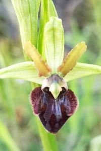 <i>Ophrys aranifera</i>