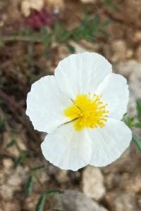 <i>Helianthemum apenninum</i>