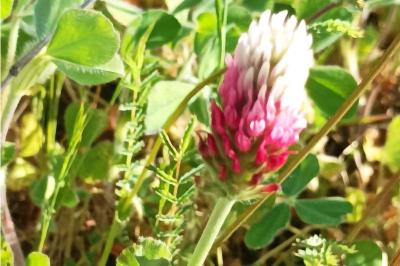 <i>Trifolium incarnatum var. molinerii</i>