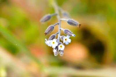 <i>Myosotis ramosissima</i>