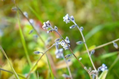 <i>Myosotis ramosissima</i>